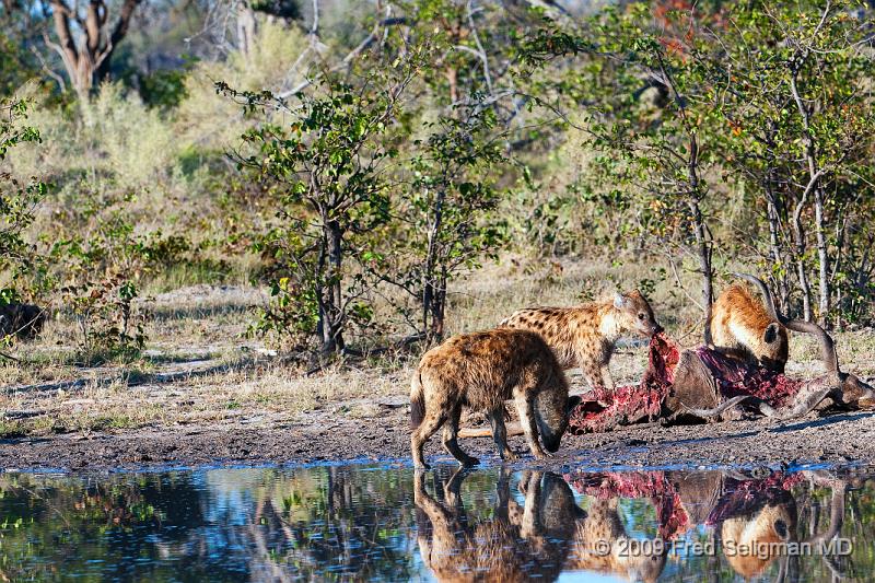 20090617_085450 D300 (2) X1.jpg - Hyena Feeding Frenzy Part 1.  A group of 4-5 hyenas are feeding on a dead Kudu.  This set of about 12 photos are over a period of an hour, approximately 8-9 AM.  Whether the hyenas made the kill or not could not be established